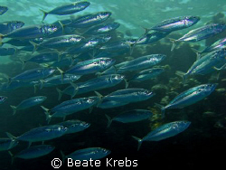 Bigmouth mackerel, taken at the house reef with Canon S70 by Beate Krebs 
